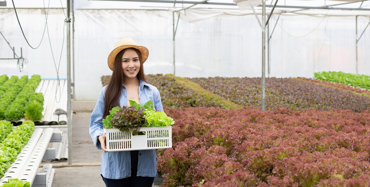 Happy female farmer holding a basket of organic vegetables after the harvest in hydroponic farm with smile. Organic vegetables from farms that are ready to be exported from farmers.