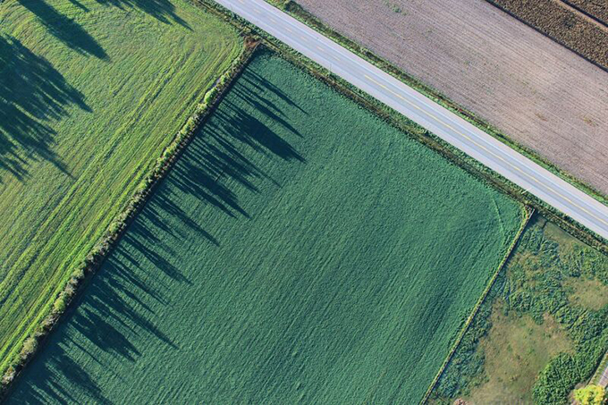 Image of paddy fields