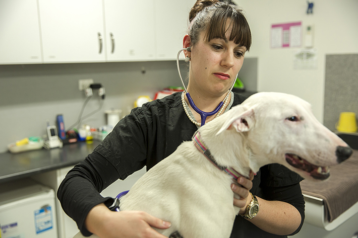 Student in clinic with dog