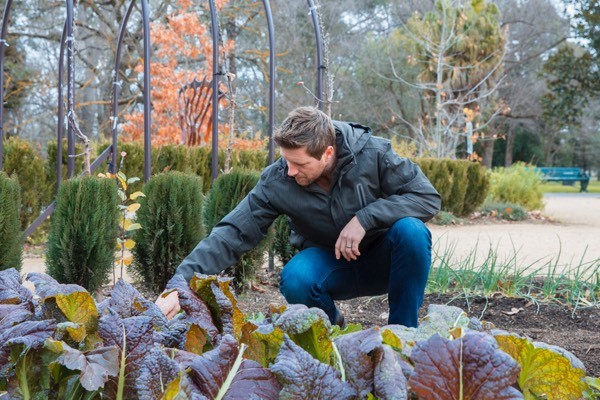 Man gardening