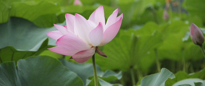 Image of a Lotus flower