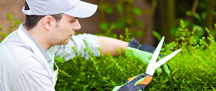 landscaper trimming bushes