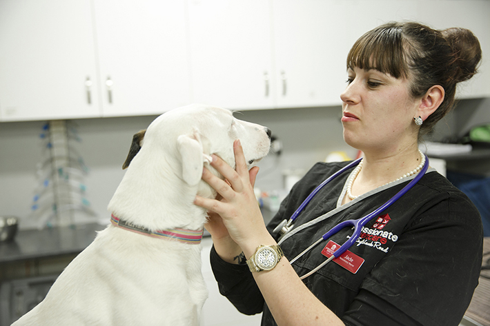 Female vet examining a dog 